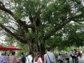 雷鸣镇之“百里百村”