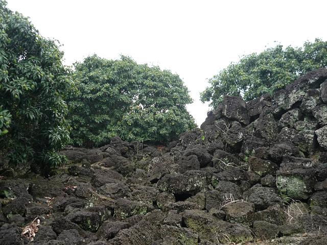 永富达荔枝园