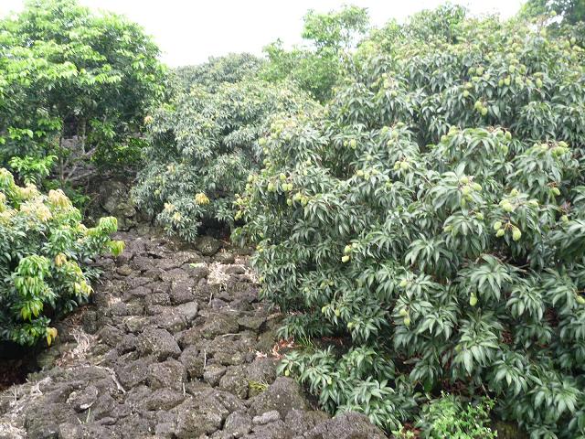 永富达荔枝园