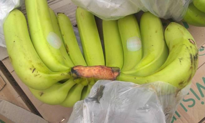 香蕉采收过程中所受机械伤症状简介