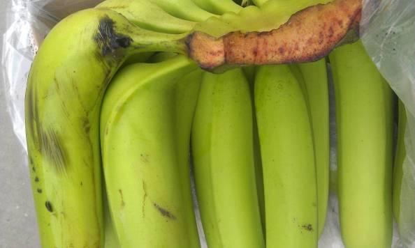 香蕉采收过程中所受机械伤症状简介
