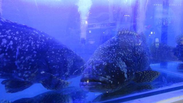 海南海博会-石斑鱼
