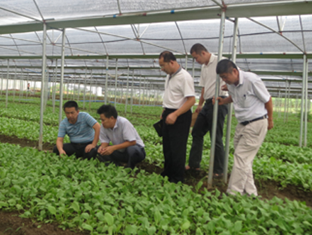 省农业厅组织第三次全省大棚瓜菜生产检查