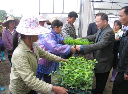 省农技中心开展恢复生产发放瓜菜种苗工作