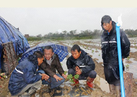 省农业厅紧急组织专家组赴重灾区指导灾后冬种瓜菜恢复生产工作