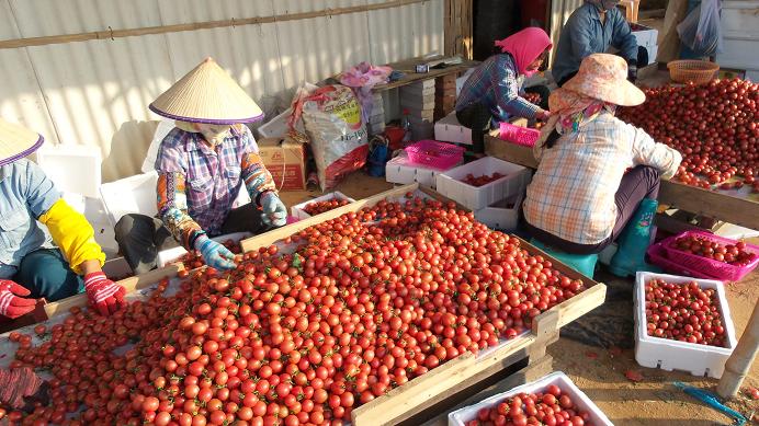 打造农超对接平台　销售海南冬季瓜菜