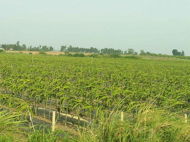 联合社旗下基地种植的优质红心火龙果将大量上市