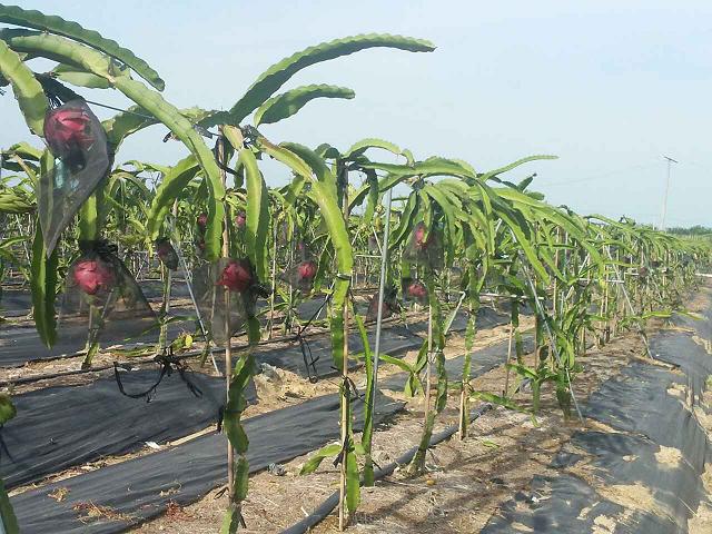 联合社旗下基地种植的优质红心火龙果将大量上市