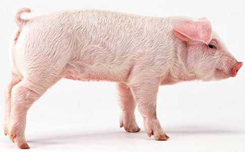 肉价上涨形式大好 猪农却称:肉价奔八才不赔