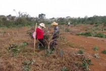 文昌东路农场建设荔枝基地 做强做精荔枝产业