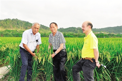 杂交水稻：一粒种子改变世界