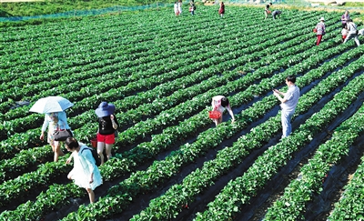 游客在琼海市草莓园采摘，体验农家乐趣。 本报记者 张茂 摄